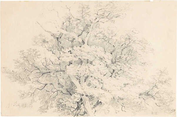 Шишкин Иван Иванович. Дуб